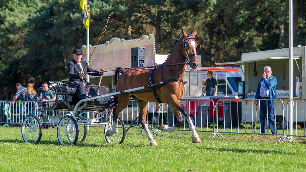 Lierop Fokpaardendag 2016 (81).jpg - Lierop Fokpaardendag 2016